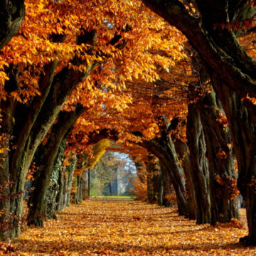 Octobre Octobre