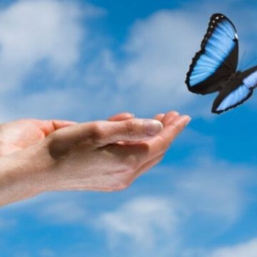 Libération d'un papillon Libération d'un papillon